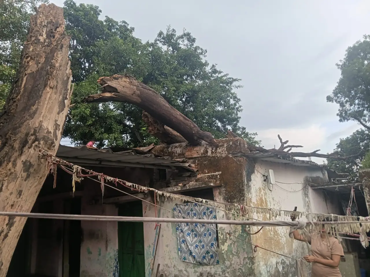 प्रशासनिक लापरवाही की भेंट चढ़ा विधवा का आशियाना: जर्जर पेड़ काटने की अनुमति के लिए एक माह भटकती रही महिला, आखिर घर पर गिरा पेड़,