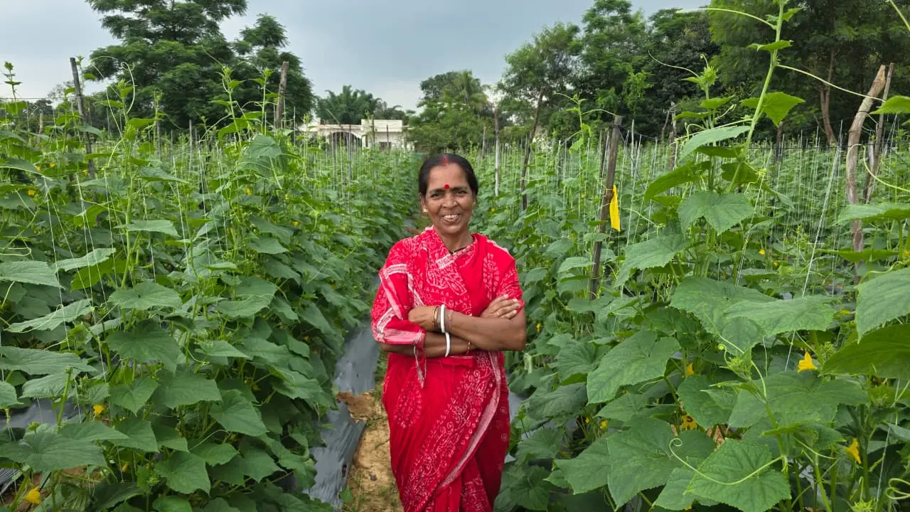 रायपुर : बिहान से बहनों को मिला आर्थिक संबल, खीरे की खेती से सुभद्रा मंडल ने लिखी आत्मनिर्भरता की नई कहानी