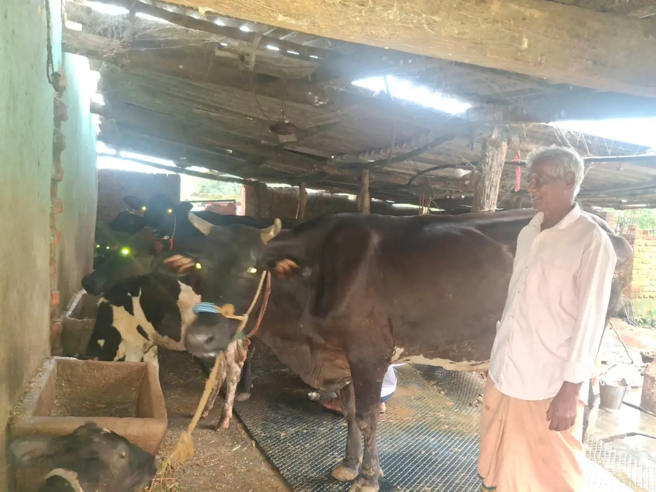 रायगढ़ : पीएम किसान सम्मान निधि की बचत से खरीदी पहली गाय, आज 10 गायों के साथ आत्मनिर्भर बने 75 वर्षीय परशुराम गुप्ता