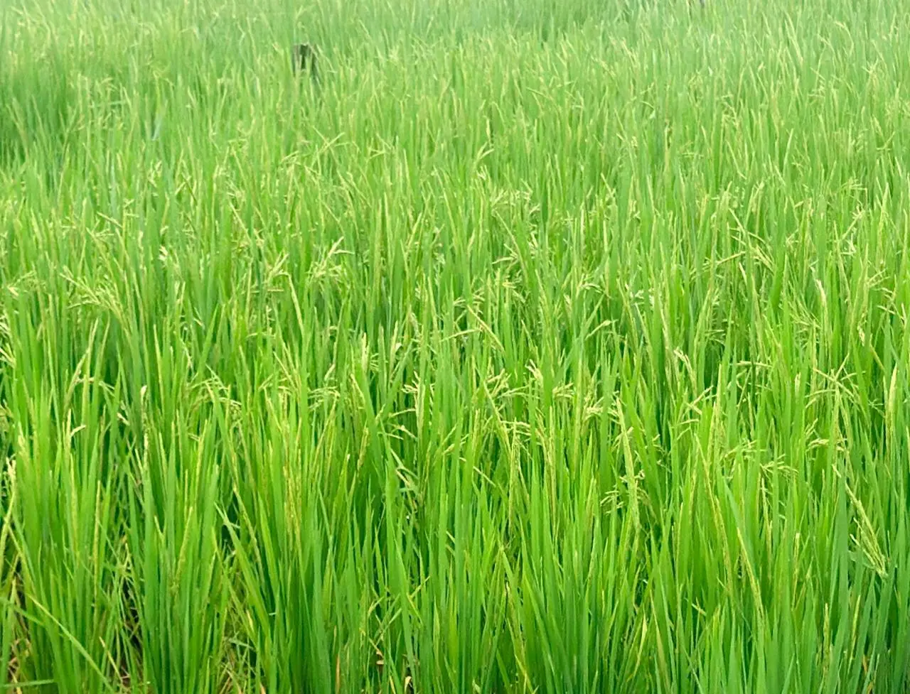 रायपुर : धान की फसल में बालियाँ निकलने की अवस्था, महत्वपूर्ण है उचित फसल प्रबंधन: एनआईबीएसएम