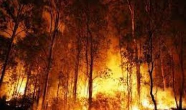 हवाई में जंगल की आग से जली महिला की मौत के बाद मृतकों की संख्या 102 हुई