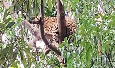 भानुप्रतापपुर बस स्टैंड के पास तेंदुआ ने मचाया हड़कंप