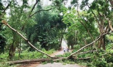 बंद हुआ सांसद गांव, पेड़ हुआ धराशाही