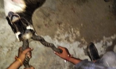 कुत्तों के हमले से लहूलुहान हुआ हिरण बस्ती पहुंचा:लोगों ने पकड़कर वन विभाग के सुपुर्द किया