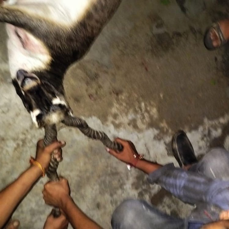 कुत्तों के हमले से लहूलुहान हुआ हिरण बस्ती पहुंचा:लोगों ने पकड़कर वन विभाग के सुपुर्द किया