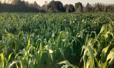 जिले के किसानों को मिल रहा योजनाओं का लाभ : किसान अरूण ने गर्मी के मौसम में धान के बदले दलहन तिलहन और मक्का की कर रहे खेती 