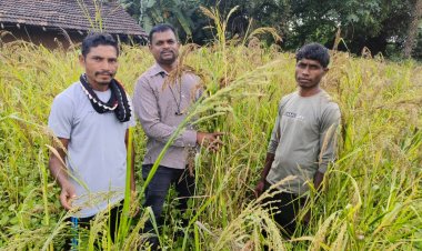 रायपुर : 'बड़ा कोसरा' की सफल खेती के लिए किसान देवा मांडवी बना प्रेरक