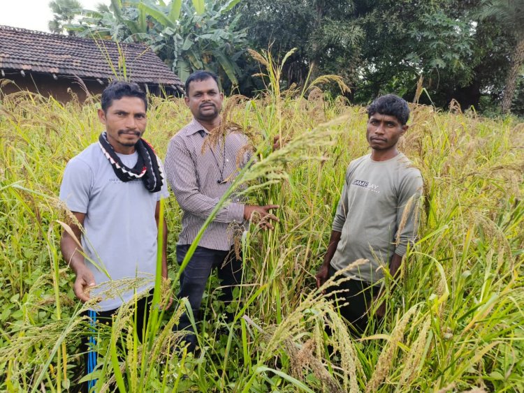 रायपुर : 'बड़ा कोसरा' की सफल खेती के लिए किसान देवा मांडवी बना प्रेरक