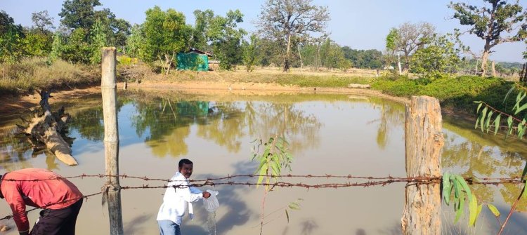 रायपुर : बड़ेबंजोड़ा में मनरेगा डबरी बनी आजीविका का आधार, हितग्राहियों को मिला झींगा बीज