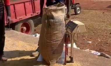 उपार्जन केंद्रों में प्रदेशभर में धान खरीदी सुचारू रूप से जारी