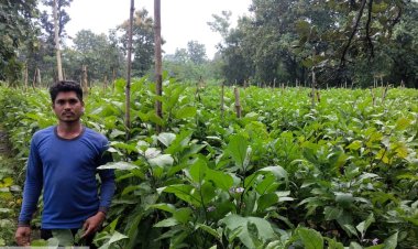 ग्राफ्टेड बैंगन तकनीक से अड़जाल के किसान संतोष हुए आर्थिक रूप से सशक्त,एक एकड़ की खेती से हुई 05 लाख रुपये की आय,,,