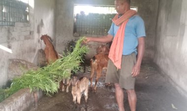 बकरी पालन में अतिरिक्त आय से फूलसाय बना आत्मनिर्भर  