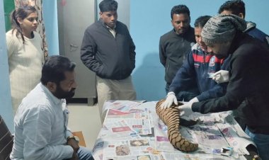 वन विभाग को बड़ी सफलता, अंतर्राज्यीय पेंगोलिन तस्कर गिरोह पकड़ा गया : एक जीवित पेंगोलिन बरामद  