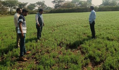 जल बचत से बढ़ी खुशहालीः रबी फसलों ने बदली धमतरी के किसानों की तस्वीर