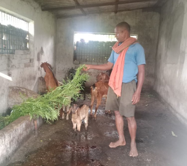 बकरी पालन में अतिरिक्त आय से फूलसाय बना आत्मनिर्भर  