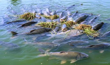 प्रधानमंत्री मत्स्य संपदा योजना से हरिशंकर पटेल की बदली तकदीर 