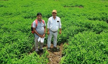 जैविक खेती ने बदली तस्वीर : मूलचंद बंजारे ने वैज्ञानिक पद्धति अपनाकर बढ़ाया उत्पादन, कीट-रोग से मिली राहत  