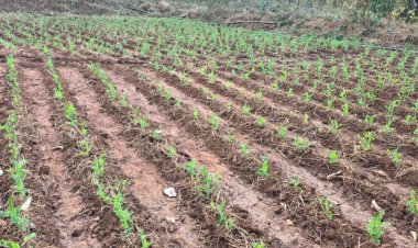 मटर की खेती से मिली नई दिशा