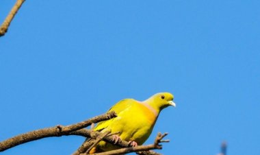 दुर्लभ ऑरेंज-ब्रेस्टेड ग्रीन-पिजन,बर्ड सर्वे के दौरान हुई विशेष फोटोग्राफी