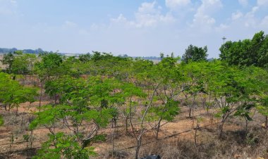 3.52 लाख पौधों के रोपण से हरित आवरण में हुआ बढ़ोत्तरी