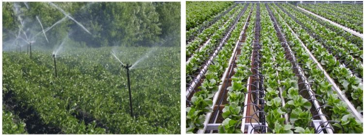 प्रधानमंत्री कृषि सिंचाई योजना : स्प्रिंकलर एवं ड्रिप सिंचाई से किसानों को बहुआयामी लाभ