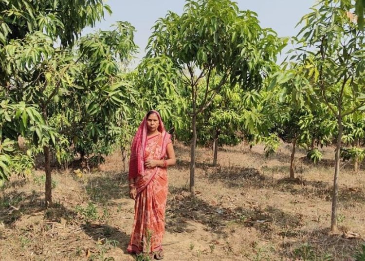 मनरेगा से बदली बंजर भूमि की तकदीर, तमनार में हरियाली बनी ग्रामीण आजीविका का सहारा