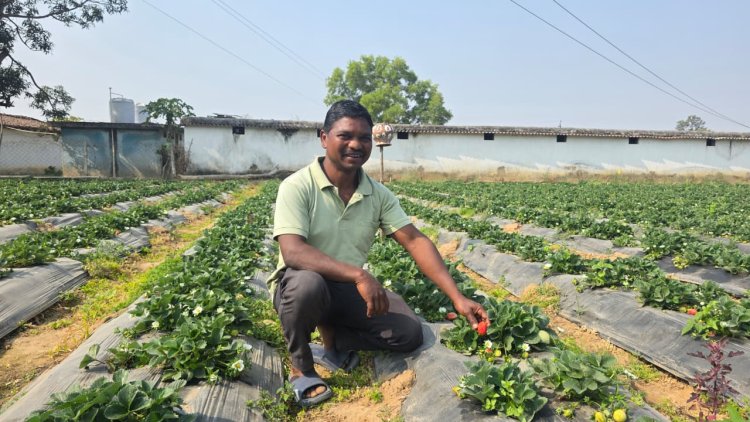 अंबिकापुर : धान की तुलना में स्ट्रॉबेरी की खेती में डबल मुनाफा : उद्यानिकी खेती से बदली किसान की आर्थिक तस्वीर
