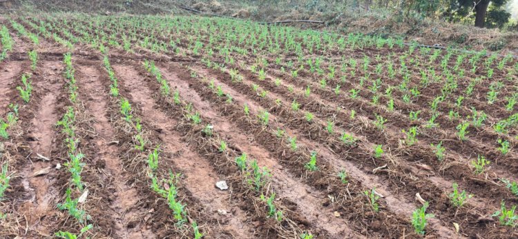 मटर की खेती से मिली नई दिशा