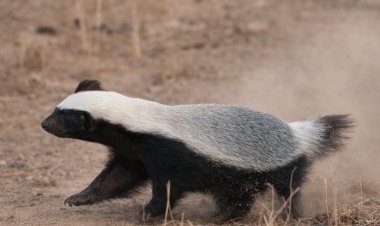 छत्तीसगढ़ की जैव विविधता में जुड़ा नया अध्याय