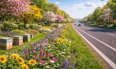 अब हाईवे के किनारे दिखेंगी मधुमक्खियां, छत्तीसगढ़ के इस नेशनल हाईवे पर बनेगा देश का पहला ‘बी कॉरिडोर’