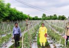 राष्ट्रीय कृषि विकास योजना: ईश्वरी प्रसाद ने टमाटर उत्पादन से कमाए 02 लाख 90 हजार रूपए
