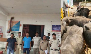 अवैध पशु तस्करी का पर्दाफाश, बुचड़खाने ले जाए जा रहे 17 भैंसों को सोनहत पुलिस ने किया बरामद, 