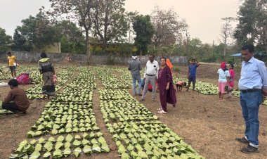 हरा सोना संग्राहकों की आय बढ़ाने की दिशा में बड़ा कदम,  लगभग 920 करोड़ रुपए का होगा संभावित भुगतान,,,