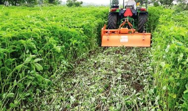 धान की फसल के लिए हरी खाद सर्वोत्तम विकल्प, कृषि विभाग का विशेष अभियान,