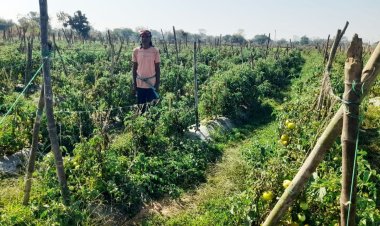 रायपुर : राष्ट्रीय कृषि विकास योजना से फायदा : ग्राफ्टेड टमाटर की खेती से दुबेलाल का बढ़ा मुनाफा