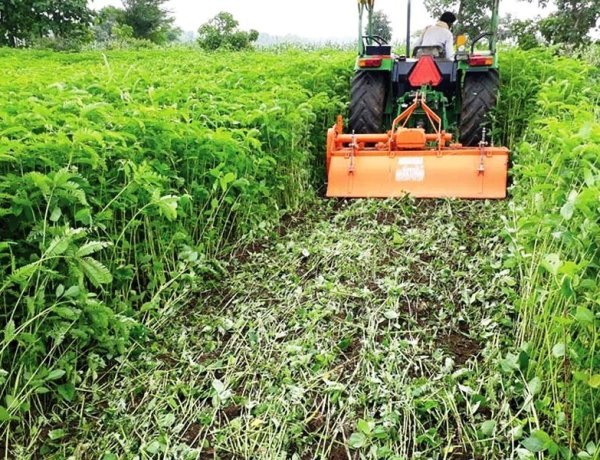 धान की फसल के लिए हरी खाद सर्वोत्तम विकल्प, कृषि विभाग का विशेष अभियान,