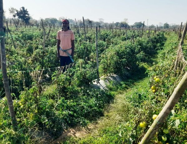 रायपुर : राष्ट्रीय कृषि विकास योजना से फायदा : ग्राफ्टेड टमाटर की खेती से दुबेलाल का बढ़ा मुनाफा