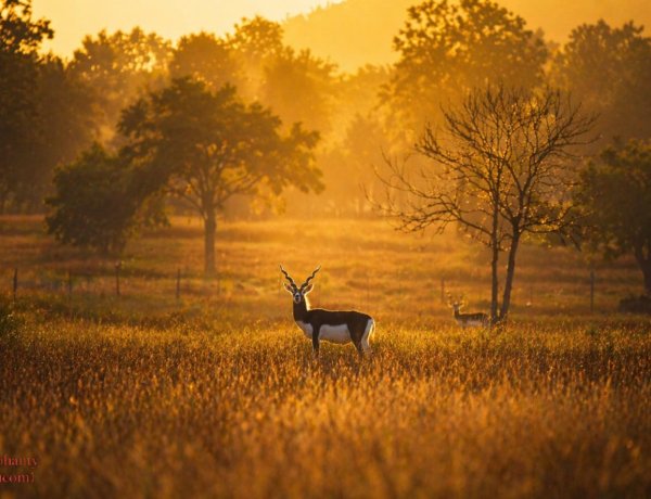 “मन की बात” में छत्तीसगढ़ का निरंतर जिक्र गौरव की बात : मुख्यमंत्री श्री विष्णु देव साय,