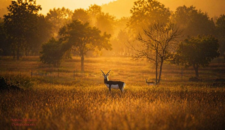 “मन की बात” में छत्तीसगढ़ का निरंतर जिक्र गौरव की बात : मुख्यमंत्री श्री विष्णु देव साय,