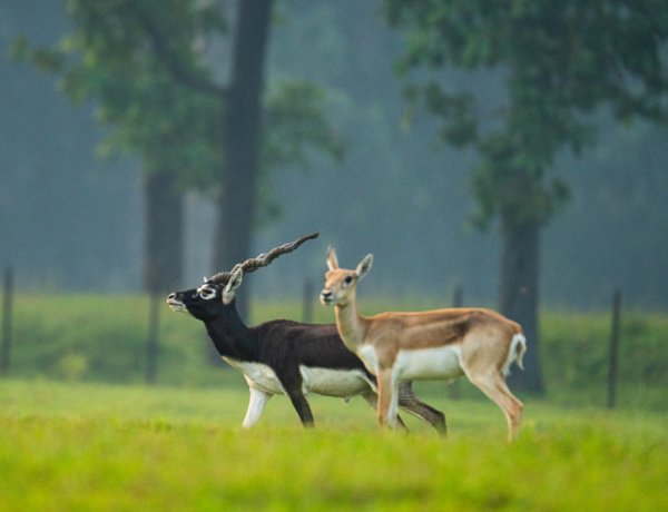 रायपुर : विशेष लेख : पारिस्थितिकी बहाली का छत्तीसगढ़ मॉडल - 'बारनवापारा में काले हिरणों की वापसी'