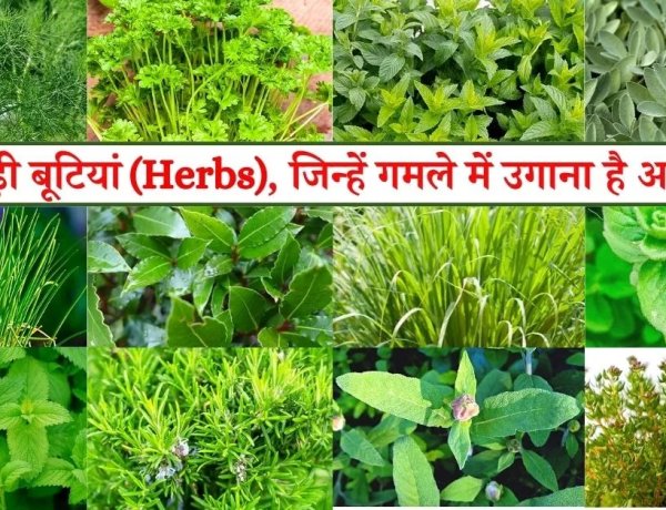 रायपुर : विशेष लेख : छत्तीसगढ़ की जड़ी-बूटियों से महकेगा नारी शक्ति का स्वावलंबन