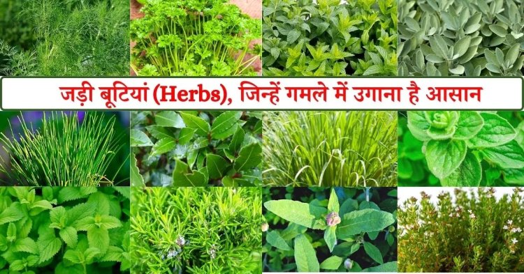 रायपुर : विशेष लेख : छत्तीसगढ़ की जड़ी-बूटियों से महकेगा नारी शक्ति का स्वावलंबन